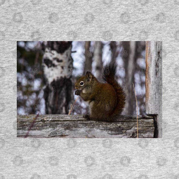 Red Squirrel Snacking. by CanadianWild418